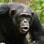 Primatology.net