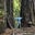 From the redwood forests's avatar