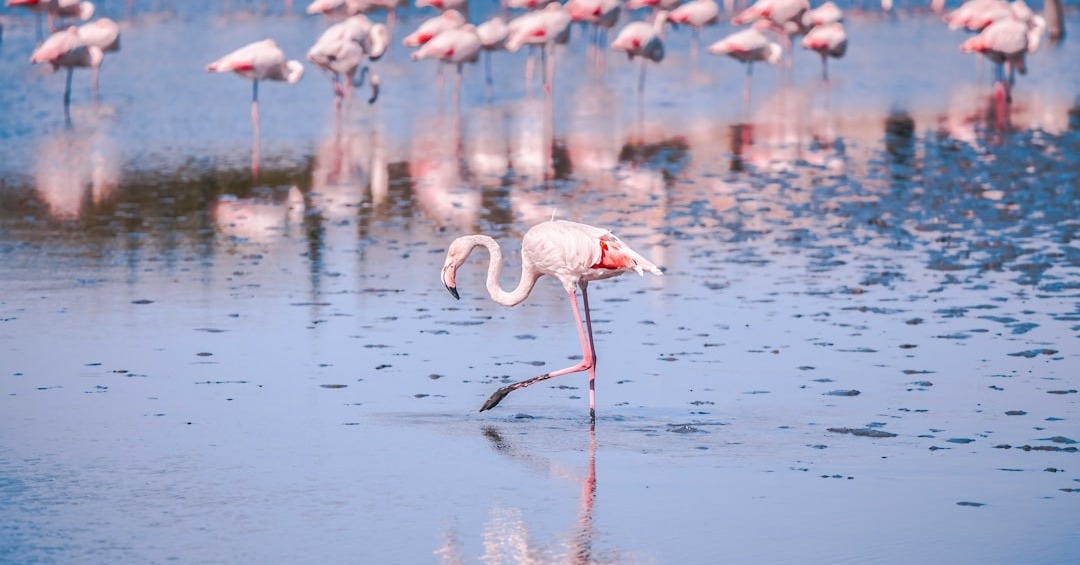 flocks of pink flamingo flocks of pink flamingo