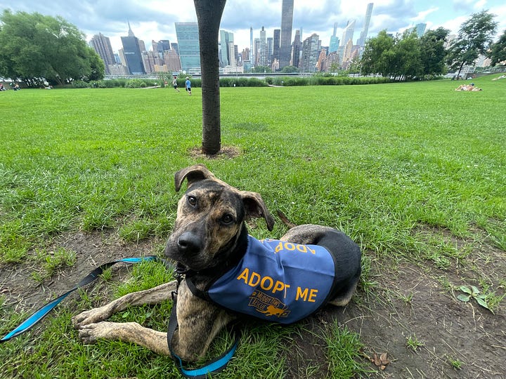 Two photos of Abby, the adoptable dog
