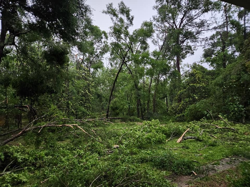 May be an image of tree and grass May be an image of tree and grass