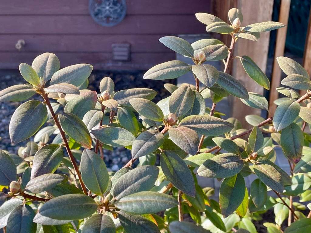 A plant with green leaves

Description automatically generated
