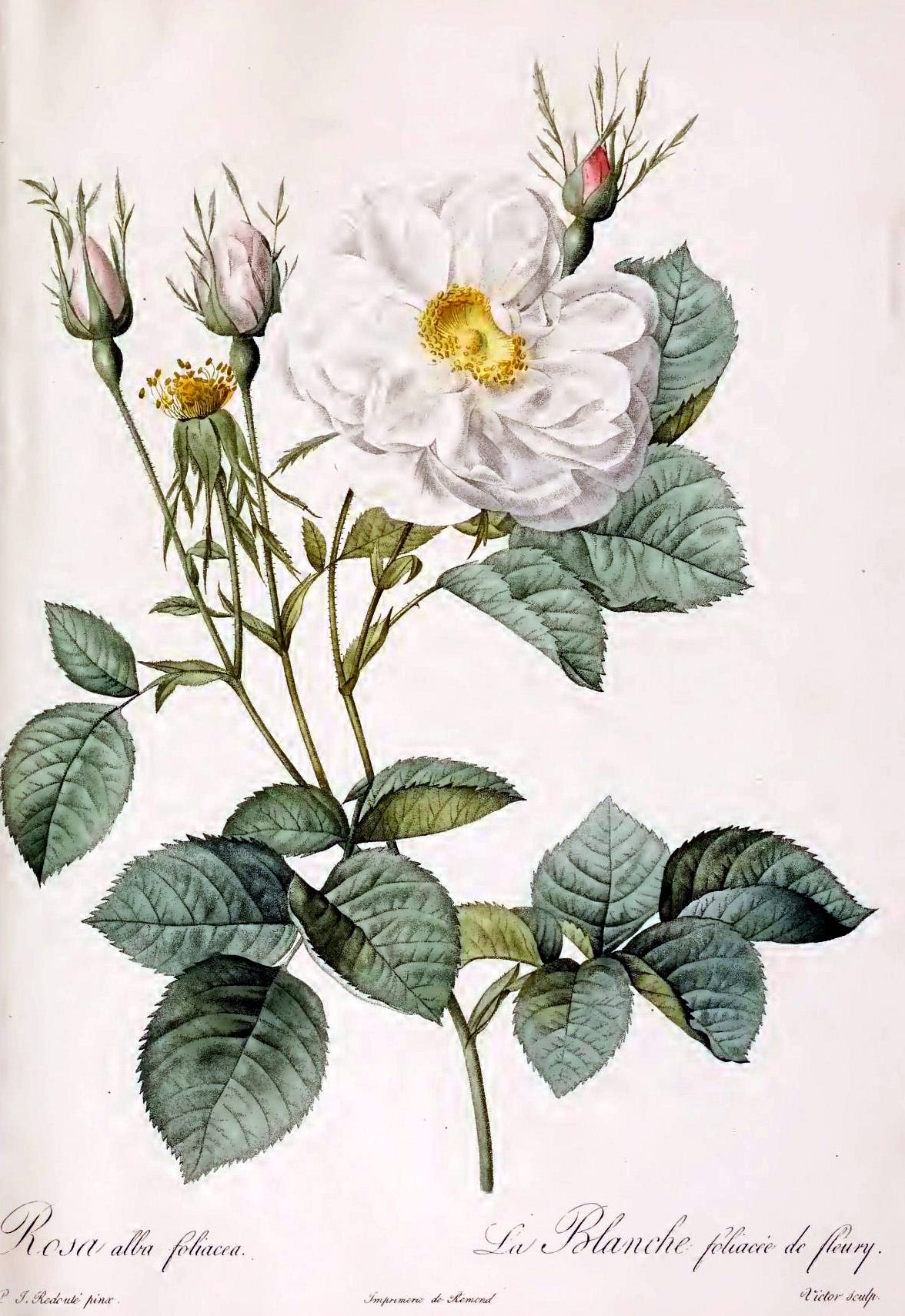 Rosa alba foliacea, a hand-colored plate from Pierre-Joseph Redouté's Les Roses, showing a white rose branch Rosa alba foliacea, a hand-colored plate from Pierre-Joseph Redouté's Les Roses, showing a white rose branch
