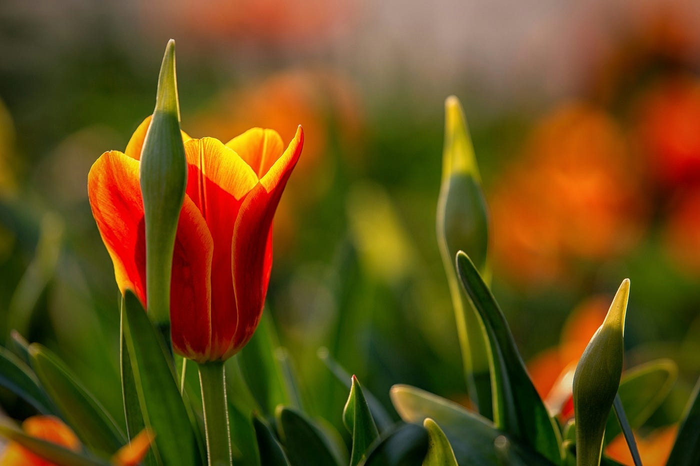 red yellow tulip red yellow tulip