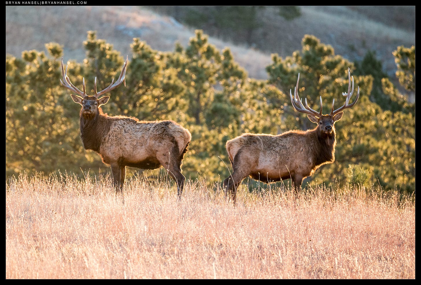 Two elk standing back to back look at the camera.