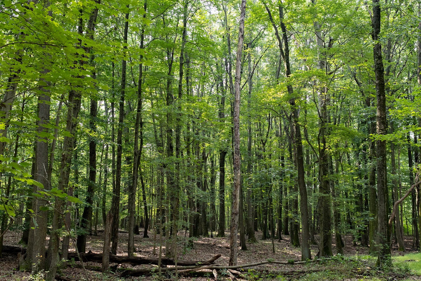 a forest with a bare understory and a lot of different kinds of trees with dead leaves and logs on the ground a forest with a bare understory and a lot of different kinds of trees with dead leaves and logs on the ground