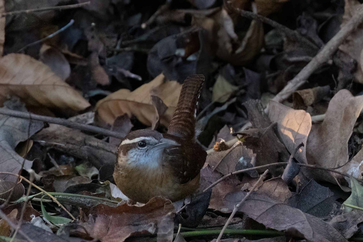 A brown bird with a white eyebrow stripe on leaf-covered ground