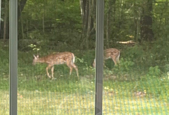 Two young deer walking through a green forest.