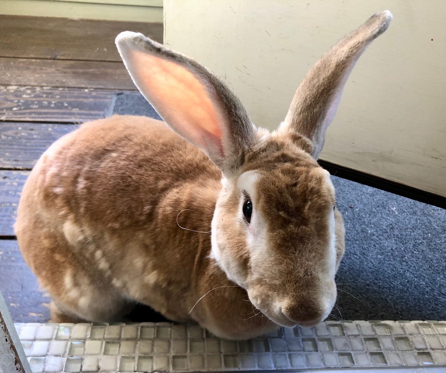 Rabbit at the threshold 