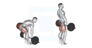 Barbell Banded Romanian Deadlift ...