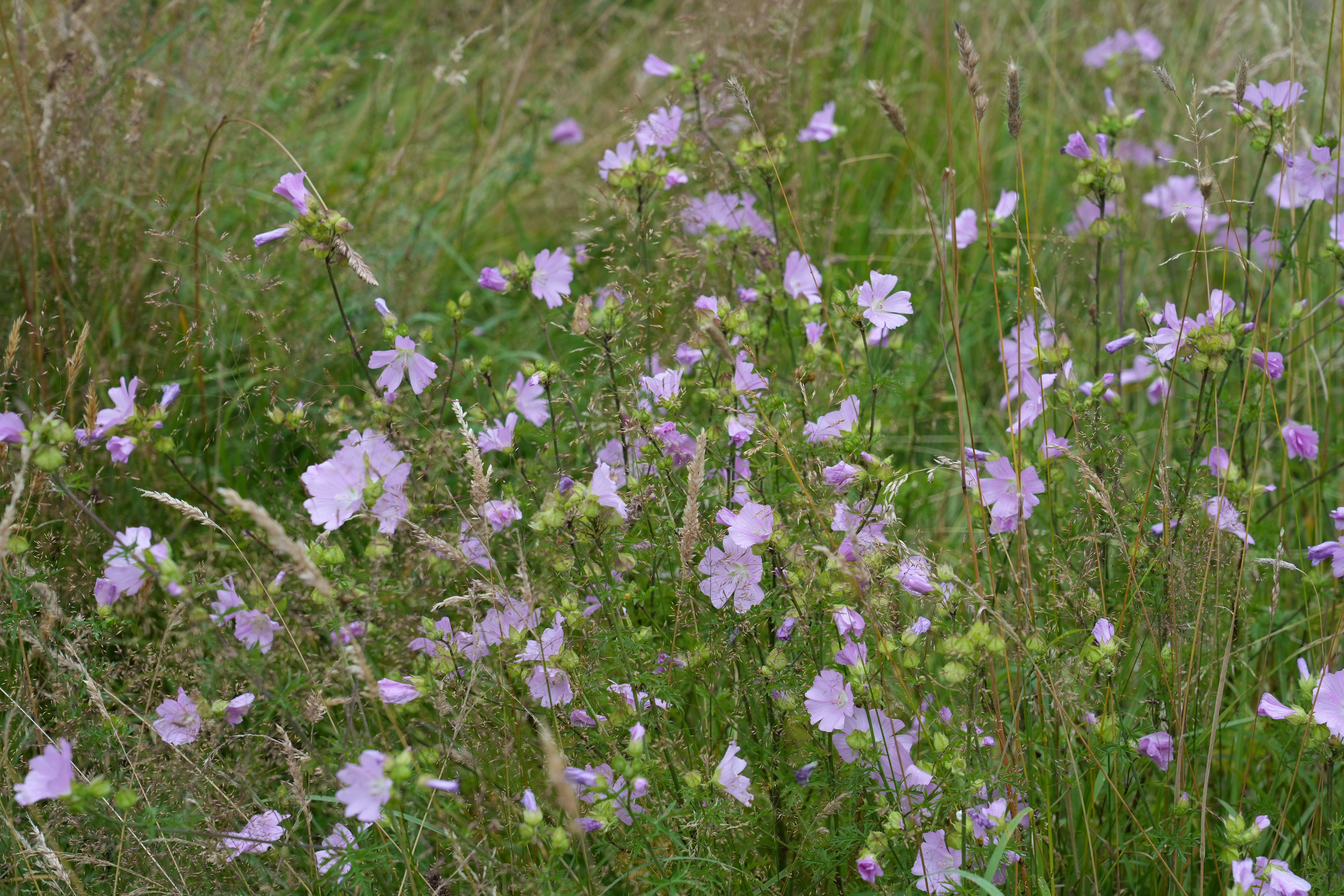 Beautiful with grasses, Musk mallow, Malva moschata