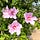 letters in bloom