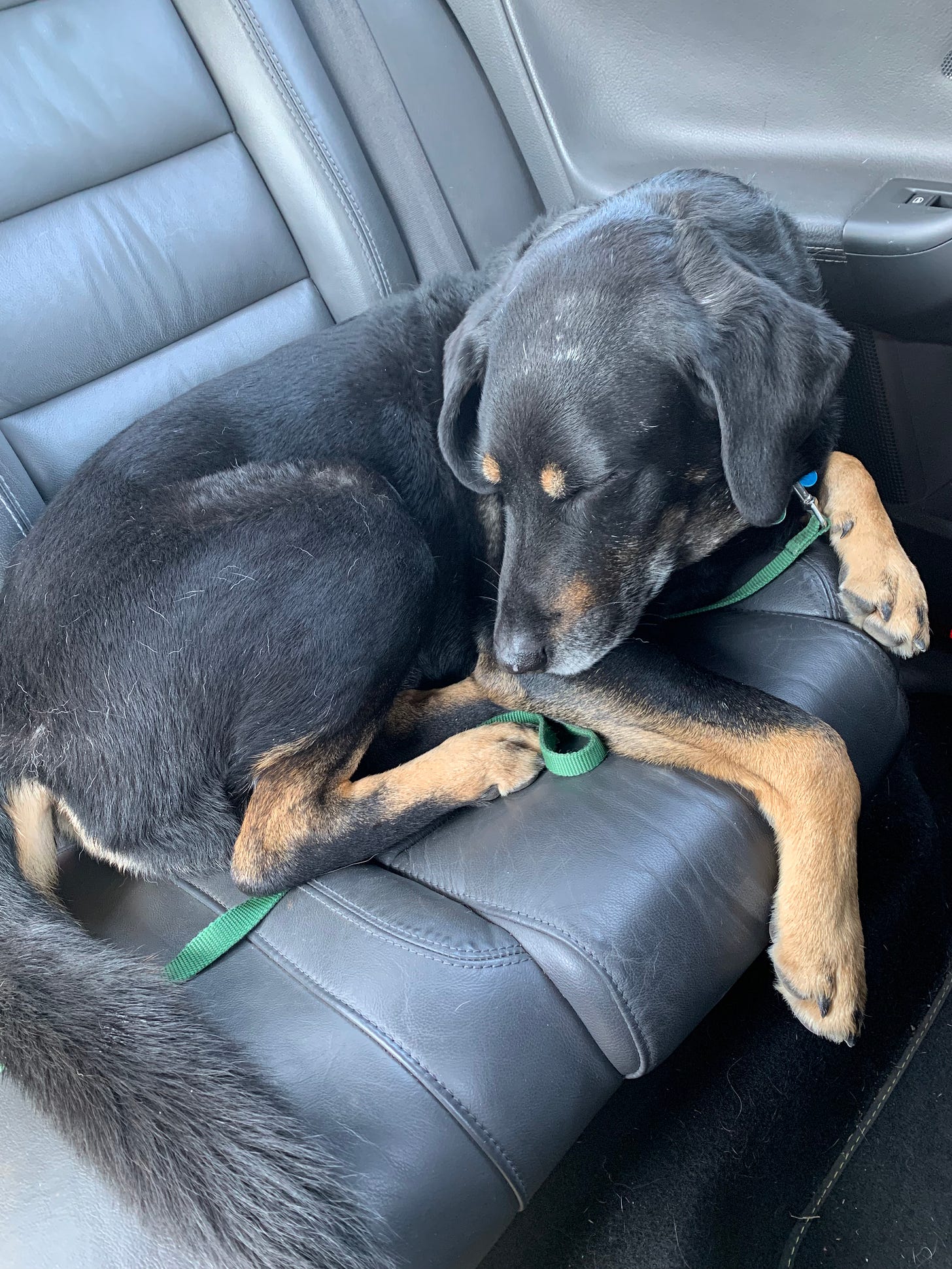 Buddha napping with closed eyes in the leather back seat of a car