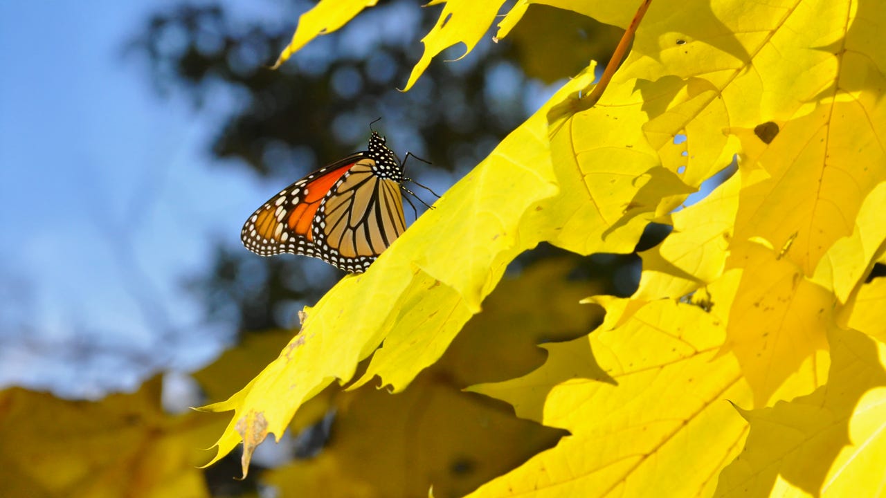Creating a Small Butterfly Haven