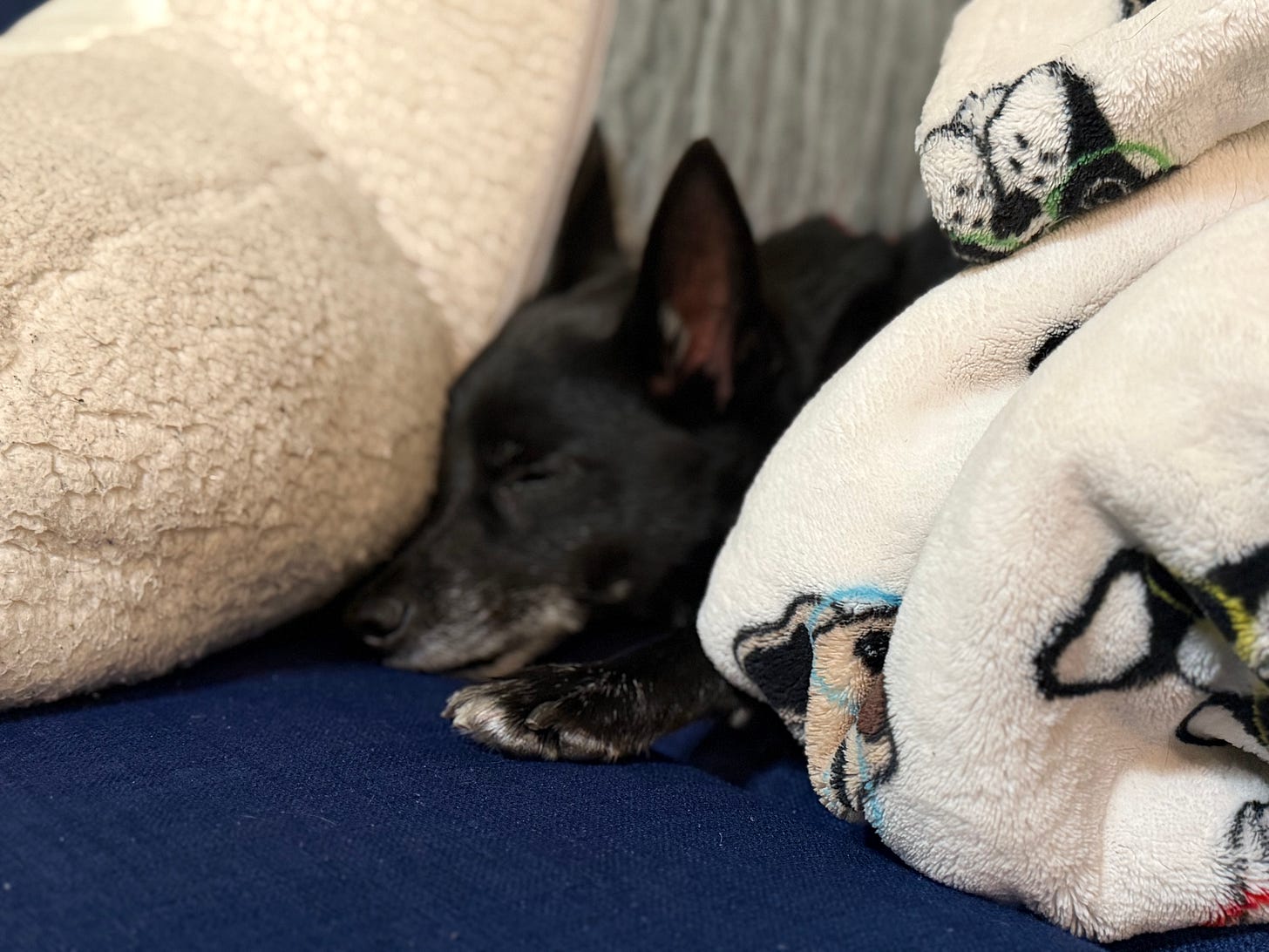 A cute little black dog sleeping on a blue couch. He is wrapped up in a blanket with pictures of dogs wearing glasses. A cute little black dog sleeping on a blue couch. He is wrapped up in a blanket with pictures of dogs wearing glasses.