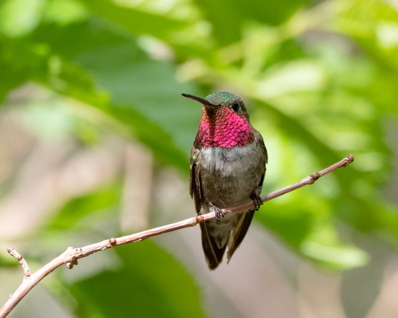 20250721-MillerCanyon-134-Edit.jpg 20250721-MillerCanyon-134-Edit.jpg