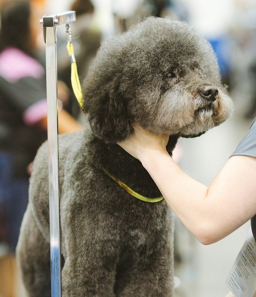 black poodle with yellow leash black poodle with yellow leash