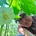 Archetypal Herbalism's avatar