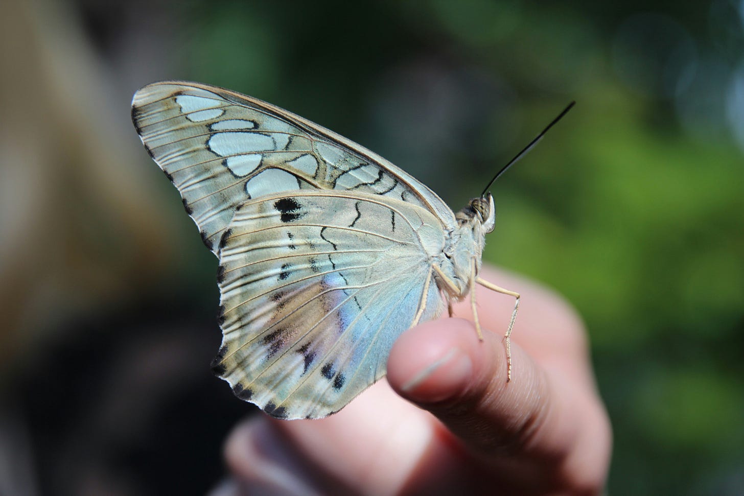 A beautiful butterfly resting on a finger. Photo by Gabrielle Hensch on Unsplash.
