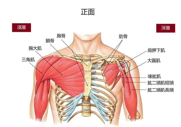 射箭解剖學（二）肩帶肌肉