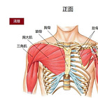 射箭解剖學（二）肩帶肌肉