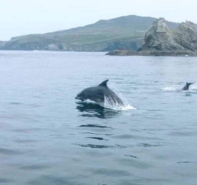 No alt text provided for this image