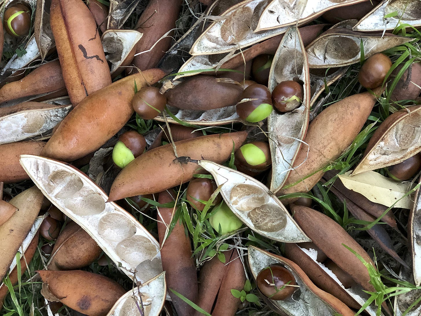 Lucky Black Bean - Save Our Waterways Now