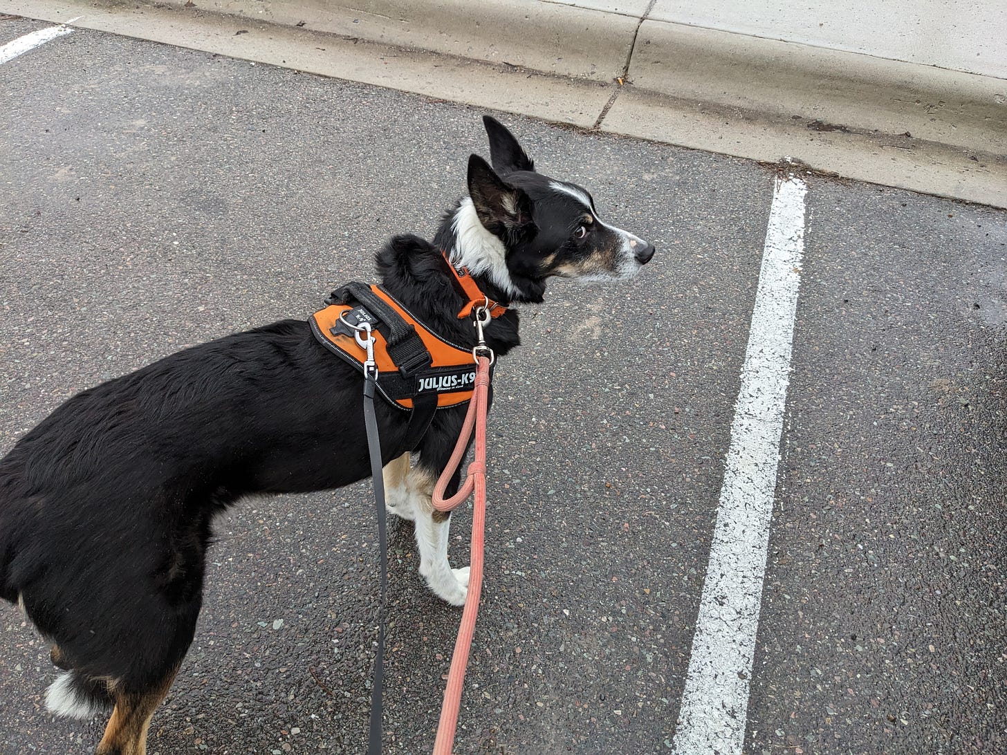Dog hooked to two leashes