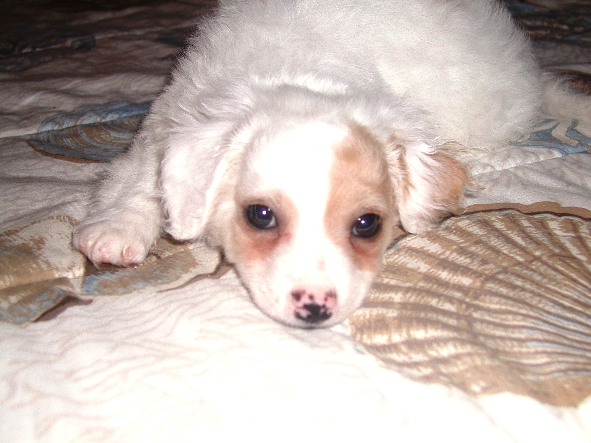 Elizabeth’s Substack