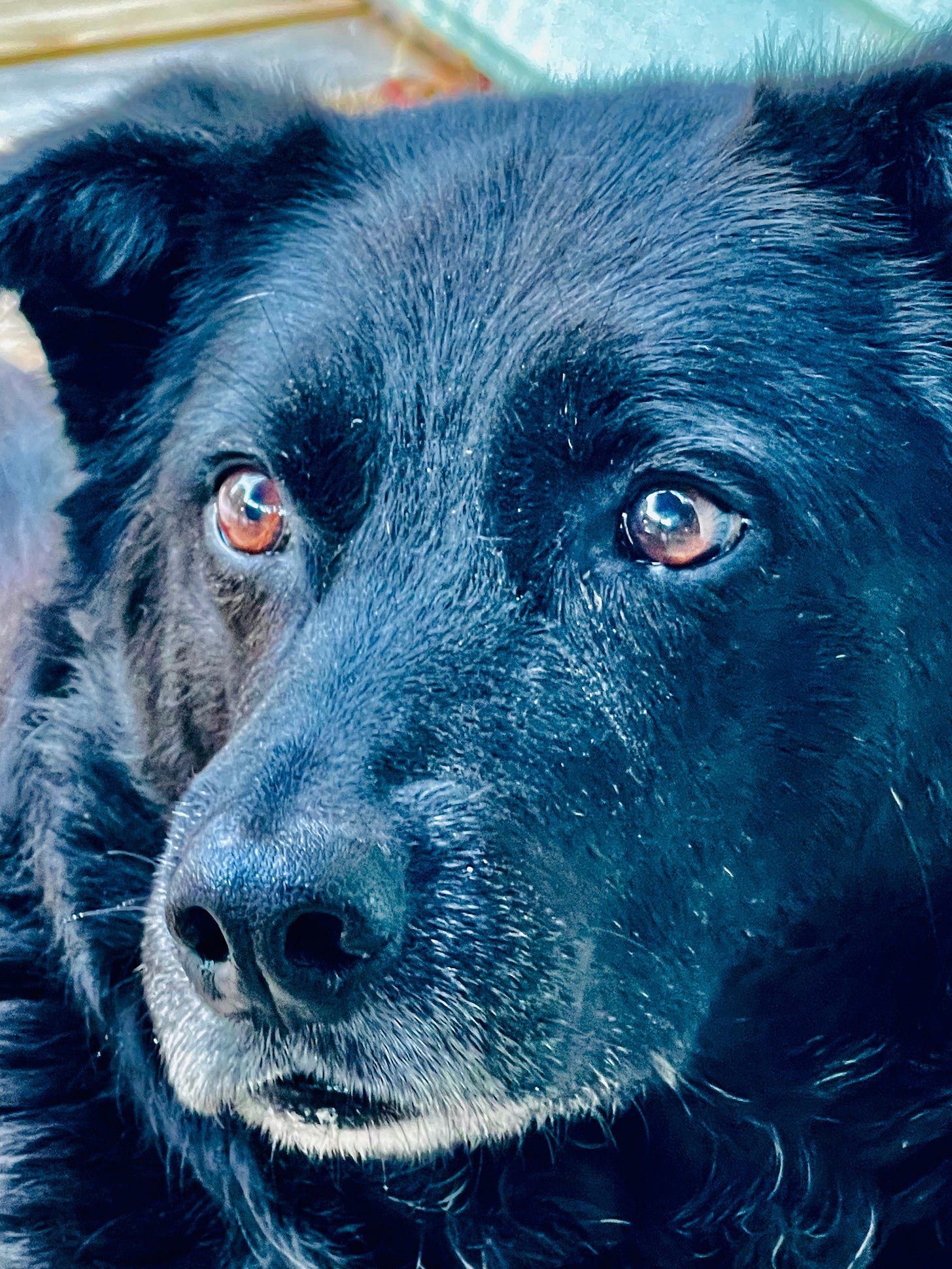 Dog closeup 