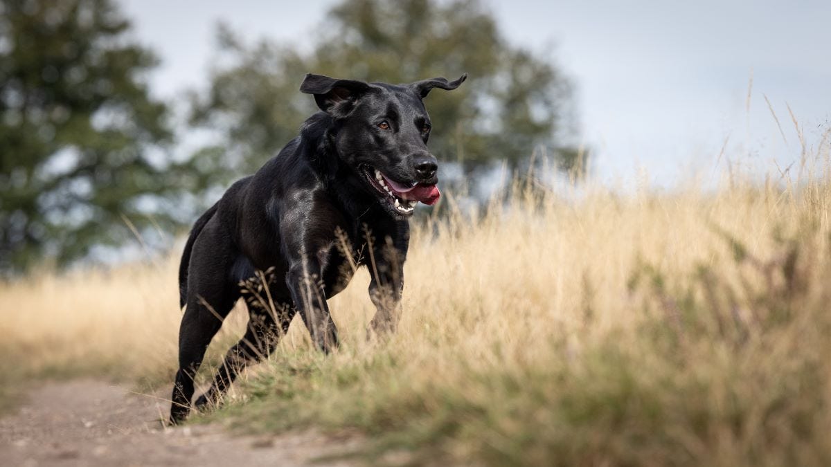 Black Labrador at full speed