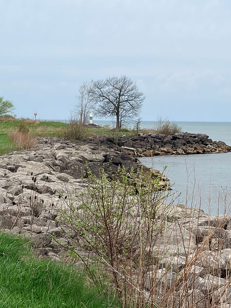 Rooted: pictures of women and scenery with trees on a lake 