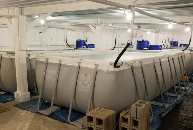 An investor's perspective on indoor shrimp farming | The Fish Site