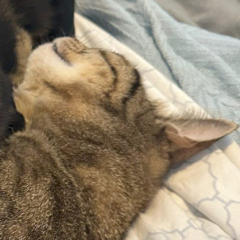 A gallery of 6 close cropped photos of Annie and Talula's faces from images from the post.