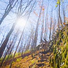 Bruce Trail Conservancy Launches $7.5M Campaign to Protect and Restore Former Talisman Resort Lands