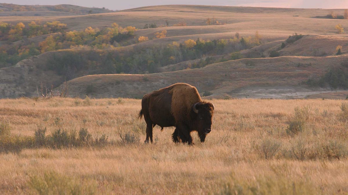 Trump Administration to Kick Bison Off Public Lands