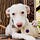 Tulip's News From the Pack