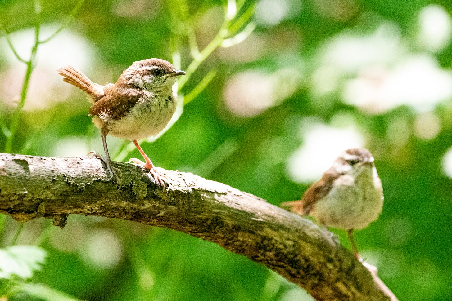 Two Carolina wren fledglings on a branch, looking sure of dinner