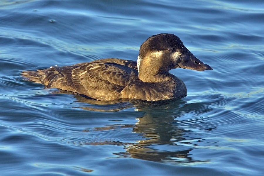 female surf scoter