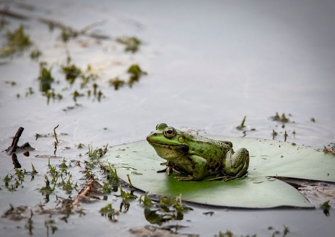 Ponds can be biodiversity hotspots Ponds can be biodiversity hotspots