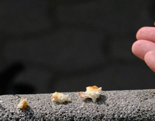 a person feeding a bird from a persons hand a person feeding a bird from a persons hand