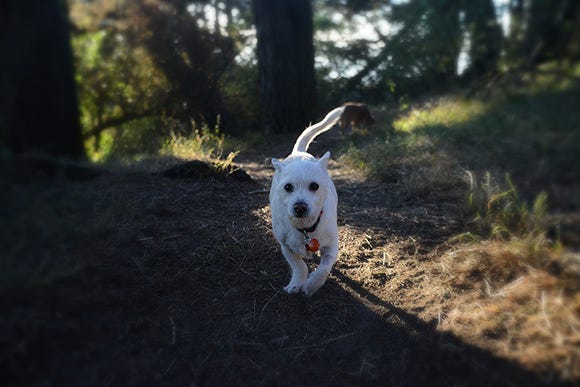 May Dog Be With You. May Dog Be With You.