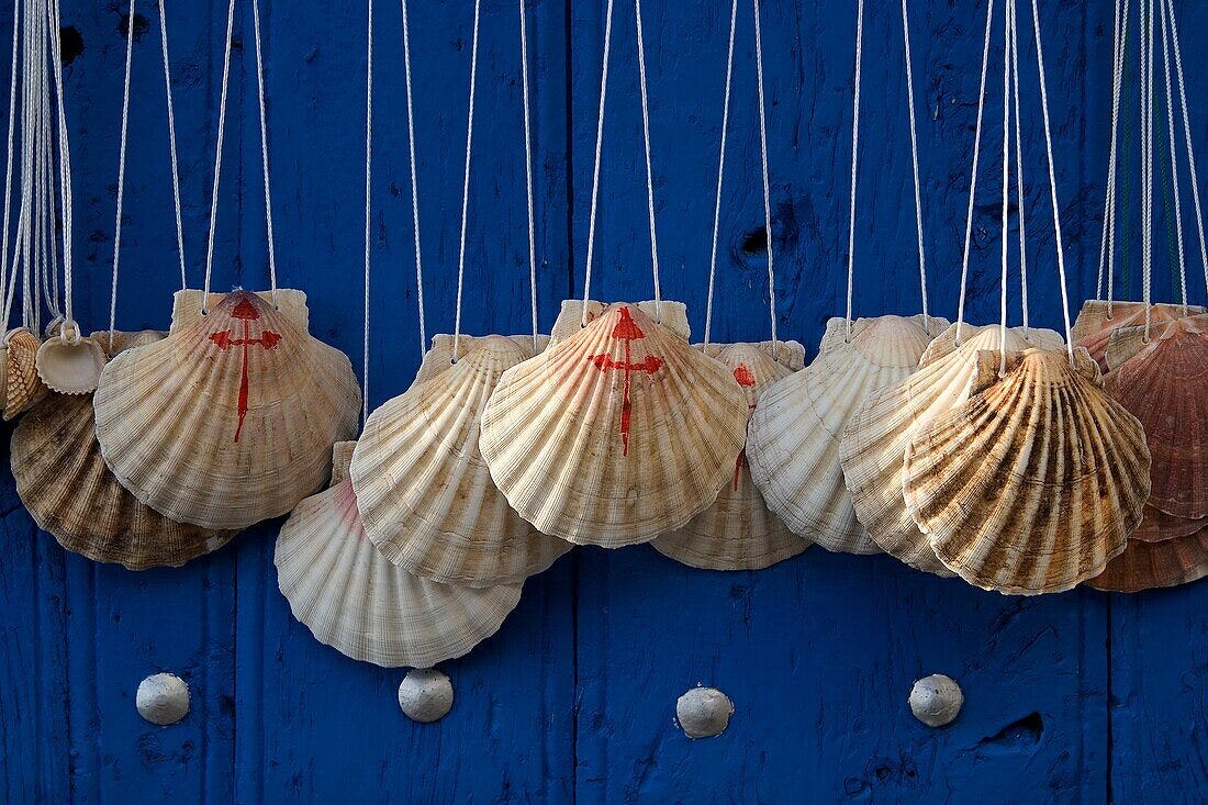 Scallop Shell Necklace.