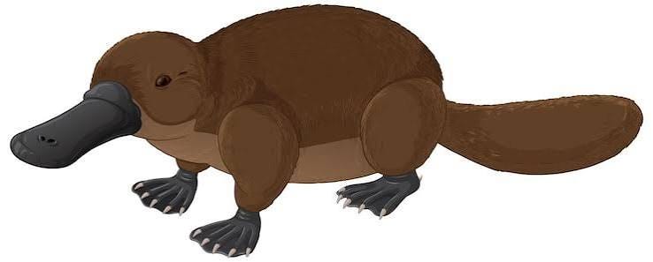 Platypus clip art Images - Free Download on Magnific (formerly Freepik) Platypus clip art Images - Free Download on Magnific (formerly Freepik)