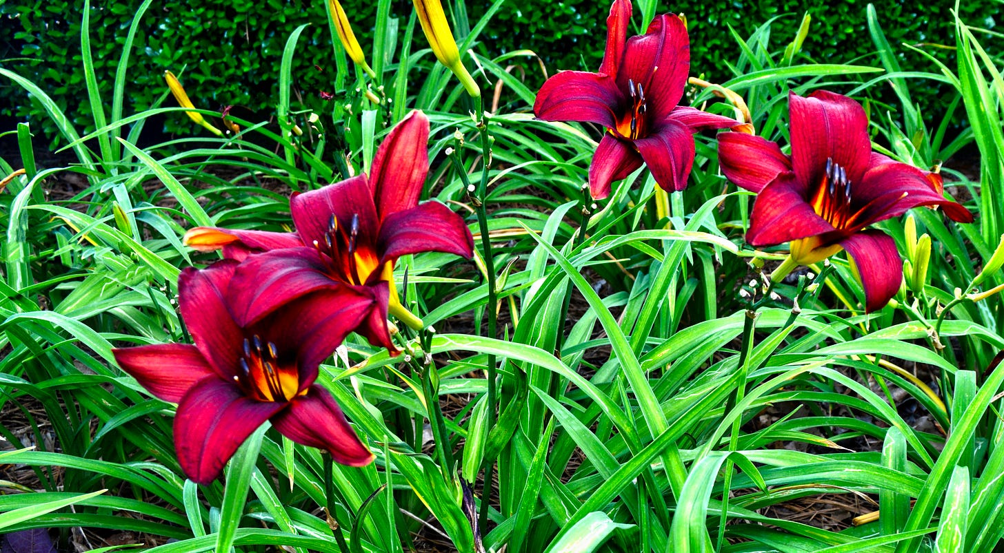 orange-red day lilies blooming amid their green foliage