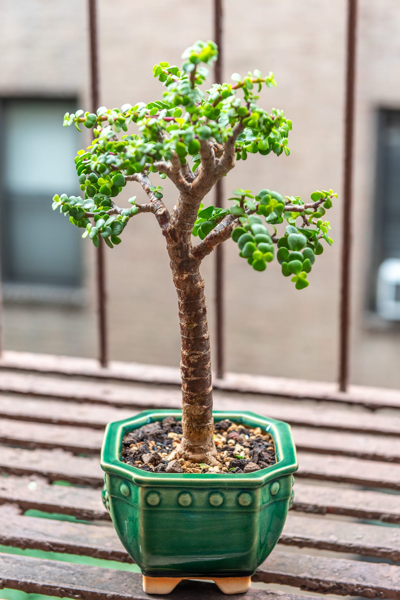 The flat top - by Max Falkowitz - Fire Escape Bonsai