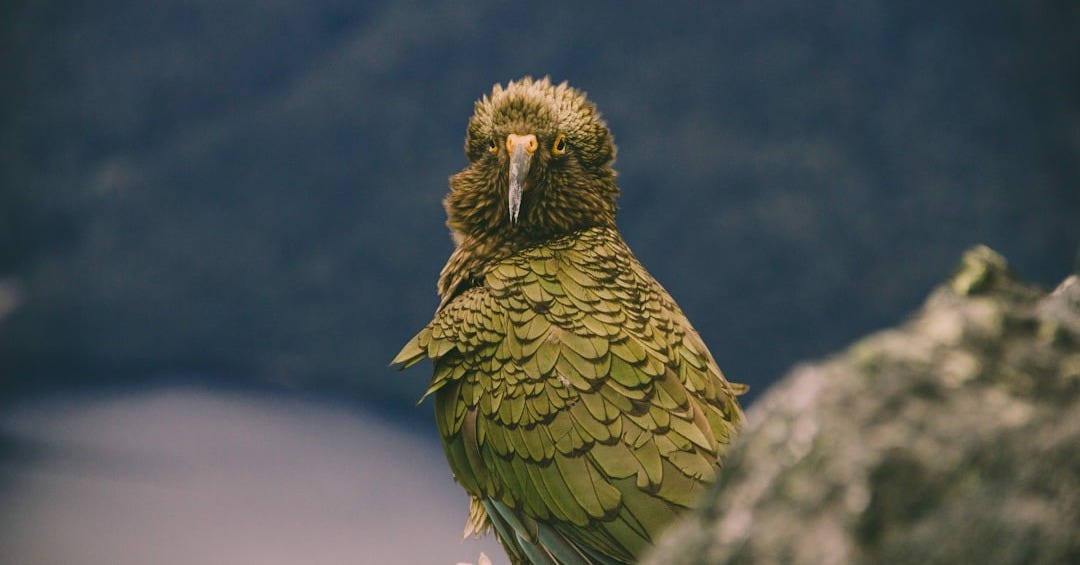 green bird on gray rock