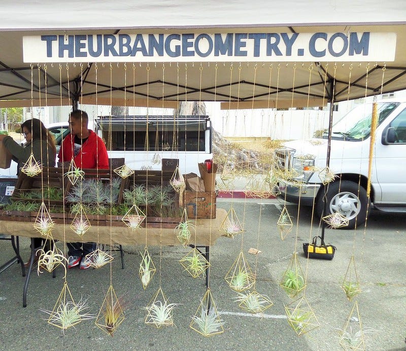Hanging Air Plants Hanging Air Plants