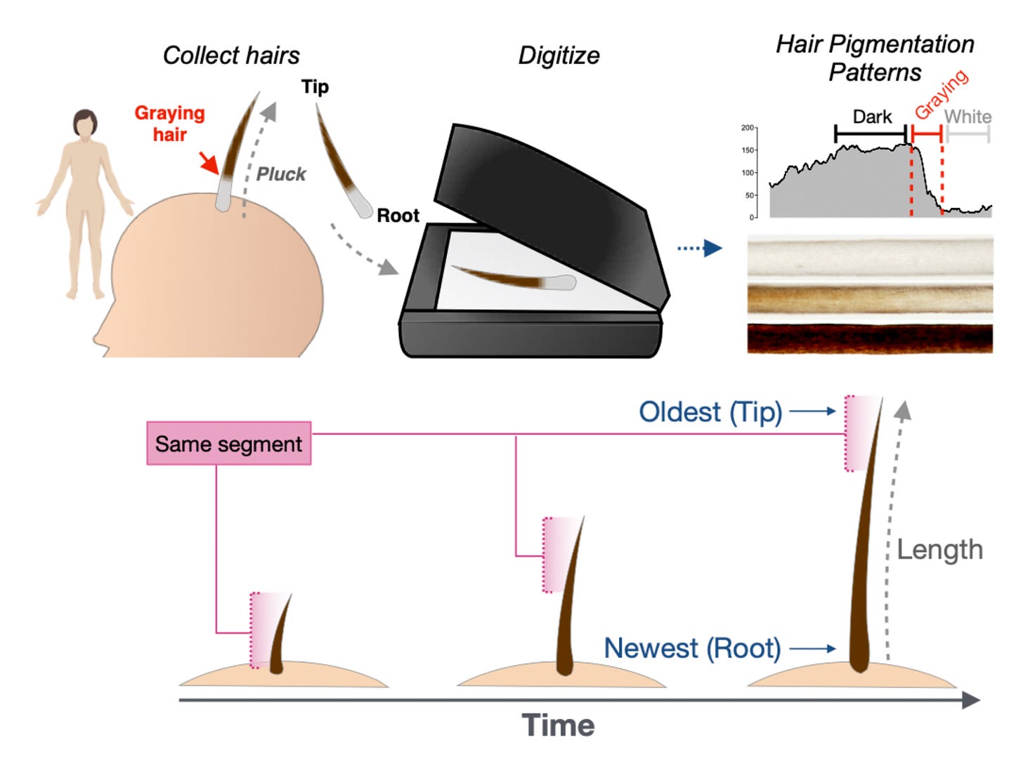 This is a schematic diagram of the data collection process showing how hairs were digitized to get the hair pigmentation patterns. 