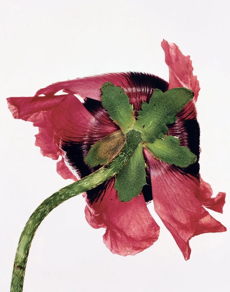 A red poppy seen from behind, its hairy green sepals splayed over dark-veined petals on a curving stem